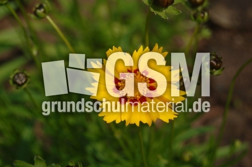 Mädchenauge_1.JPG